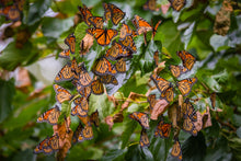 Load image into Gallery viewer, 'Monarch Migration, Pt. 1'