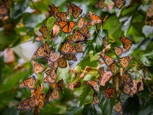Load image into Gallery viewer, 'Monarch Migration, Pt. 1'