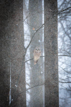 Load image into Gallery viewer, 'Stoic'