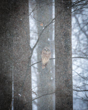 Load image into Gallery viewer, 'Stoic'