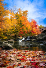 Load image into Gallery viewer, &#39;Autumn Splendor&#39;