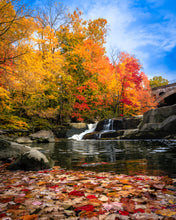 Load image into Gallery viewer, &#39;Autumn Splendor&#39;