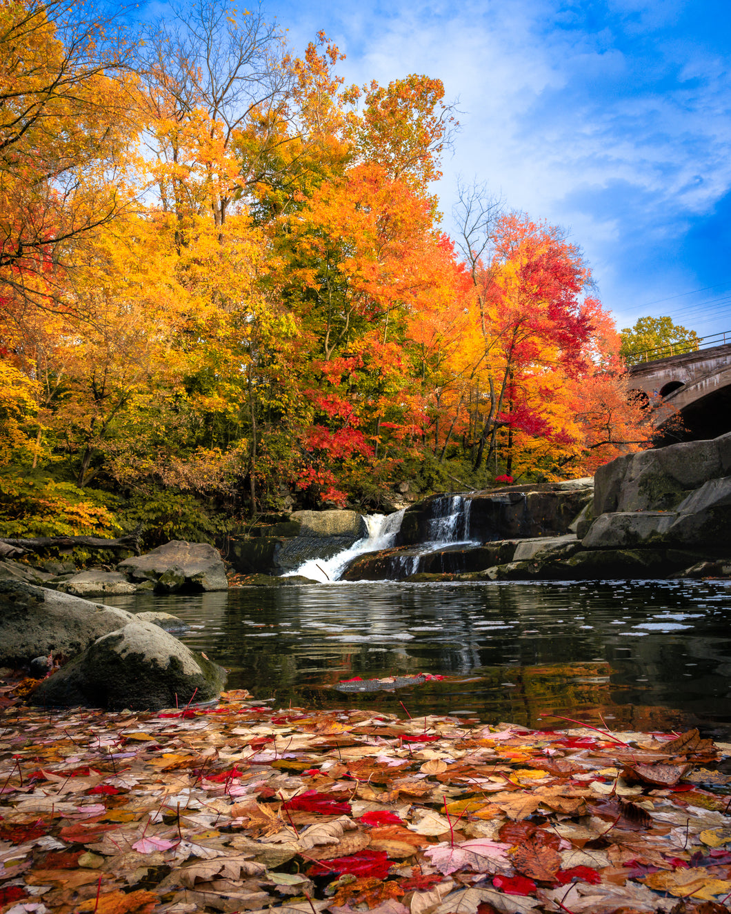 'Autumn Splendor'