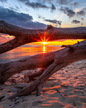 Load image into Gallery viewer, &#39;Scheele Preserve&#39;