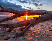 Load image into Gallery viewer, &#39;Scheele Preserve&#39;