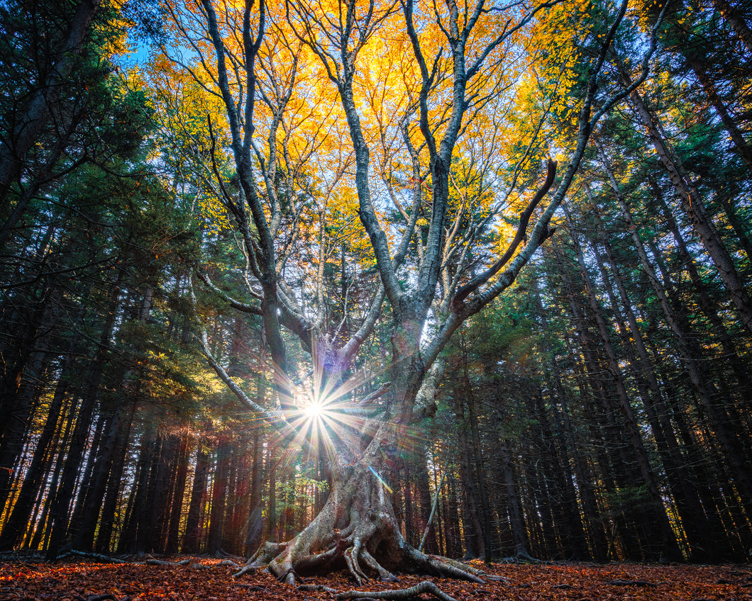 'Tree of Life (revisited)