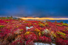 Load image into Gallery viewer, &#39;Fall-y Sods&#39;