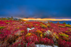 'Fall-y Sods'