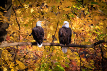 Load image into Gallery viewer, &#39;Fall Portrait&#39;