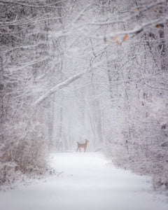 'With the snow falling fiercely.'