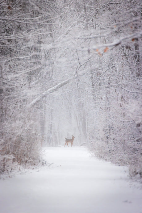 'With the snow falling fiercely.'