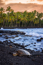Load image into Gallery viewer, 'Sleepy Honu'