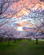 Load image into Gallery viewer, 'Pastel Skies and Pastel Blooms'