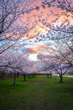 Load image into Gallery viewer, 'Pastel Skies and Pastel Blooms'