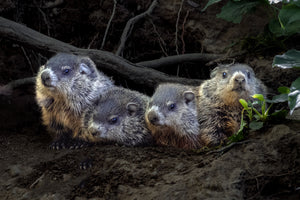 'Whistlepiglets'