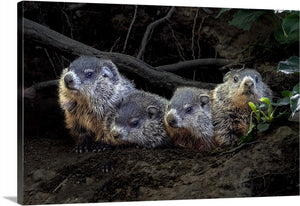 'Whistlepiglets'