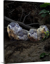 Load image into Gallery viewer, &#39;Whistlepiglets&#39;