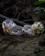 Load image into Gallery viewer, &#39;Whistlepiglets&#39;
