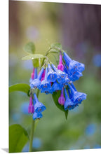 Load image into Gallery viewer, &#39;Raindrops on Bluebells&#39;