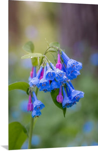 'Raindrops on Bluebells'