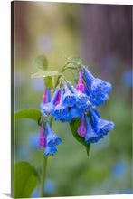Load image into Gallery viewer, &#39;Raindrops on Bluebells&#39;