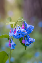 Load image into Gallery viewer, &#39;Raindrops on Bluebells&#39;