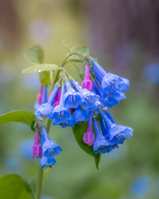 Load image into Gallery viewer, &#39;Raindrops on Bluebells&#39;