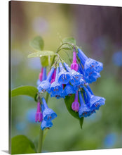 Load image into Gallery viewer, &#39;Raindrops on Bluebells&#39;