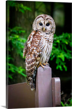 Load image into Gallery viewer, 'Official Park Greeter'