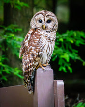 Load image into Gallery viewer, 'Official Park Greeter'