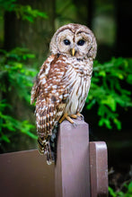 Load image into Gallery viewer, 'Official Park Greeter'