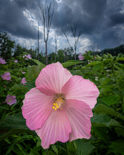 Load image into Gallery viewer, &quot;Sometimes you have to stop &amp; smell the roses...&quot;