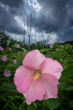 Load image into Gallery viewer, &quot;Sometimes you have to stop &amp; smell the roses...&quot;