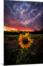 Load image into Gallery viewer, ‘Meet Fred'