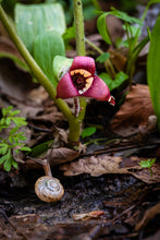 Load image into Gallery viewer, 'Dale the Snail'