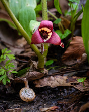 Load image into Gallery viewer, 'Dale the Snail'