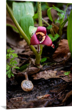 Load image into Gallery viewer, 'Dale the Snail'