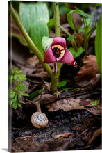 Load image into Gallery viewer, 'Dale the Snail'