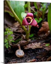 Load image into Gallery viewer, 'Dale the Snail'