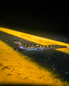'Salamander Crossing'