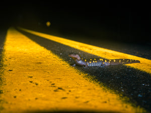 'Salamander Crossing'