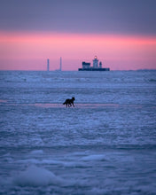 Load image into Gallery viewer, &#39;Eastern Coyote traversing frozen Lake Erie at dawn&#39;