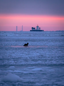 'Eastern Coyote traversing frozen Lake Erie at dawn'