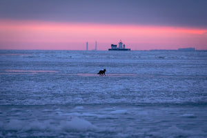 'Eastern Coyote traversing frozen Lake Erie at dawn'