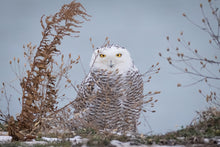 Load image into Gallery viewer, &#39;Snowy Owl&#39;
