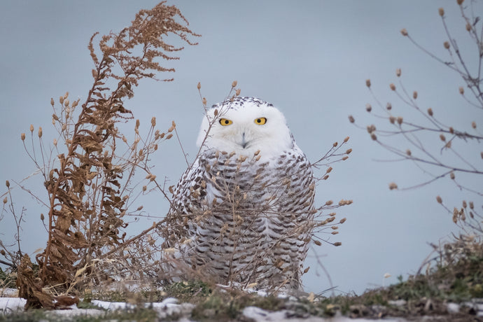 'Snowy Owl'