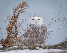 Load image into Gallery viewer, &#39;Snowy Owl&#39;