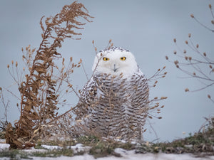 'Snowy Owl'