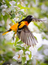 Load image into Gallery viewer, &#39;Baltimore Oriole on Crabapple&#39;