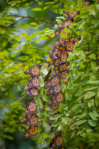 'Monarch Migration, Pt. 2'